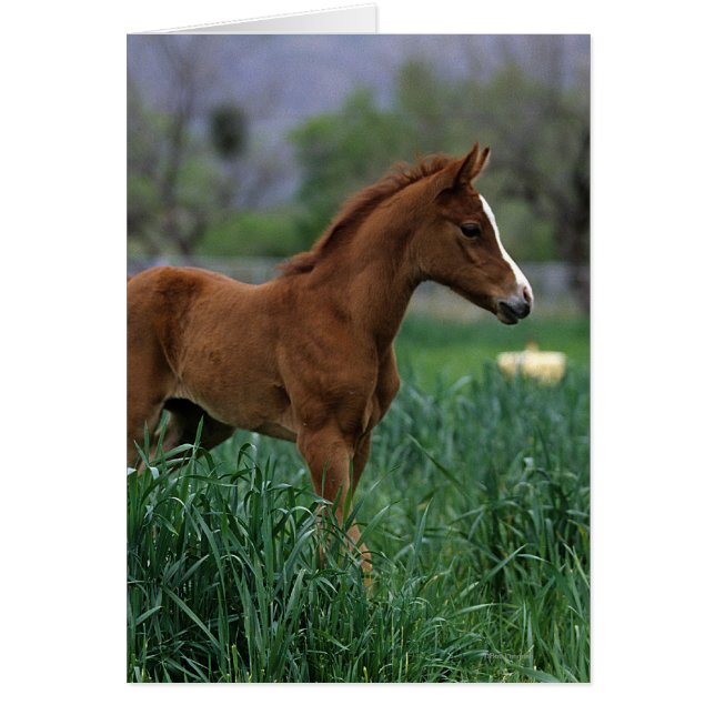Arab Foal Stehend (Vorne)