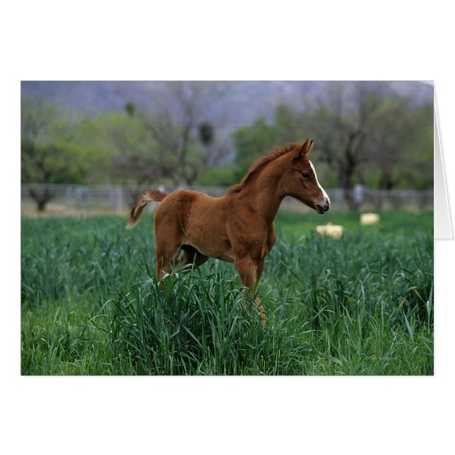 Arab Foal Stehend (Vorderseite (Horizontal))