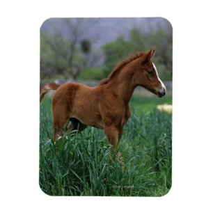 Arab Foal Stehend Magnet