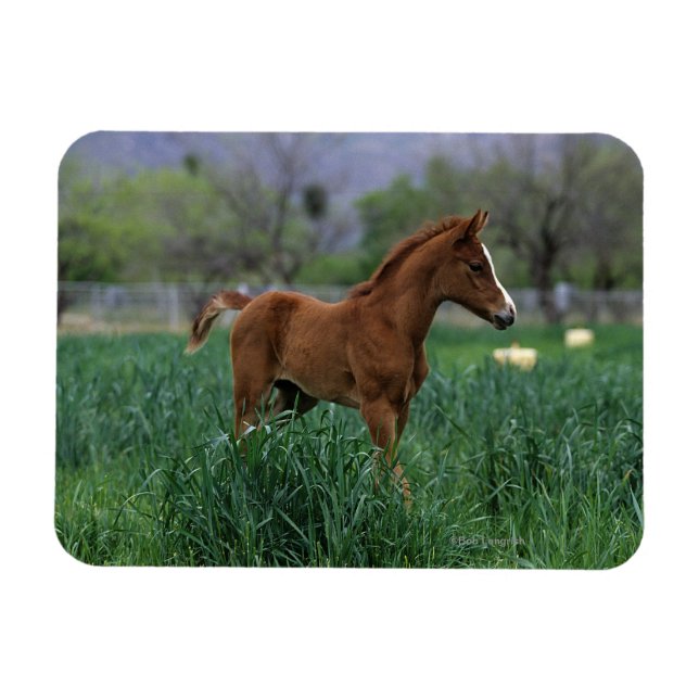 Arab Foal Stehend Magnet (Horizontal)