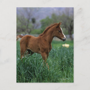 Arab Foal Stehend Postkarte