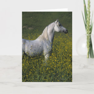 Arab Horse Standing in Flowers Karte