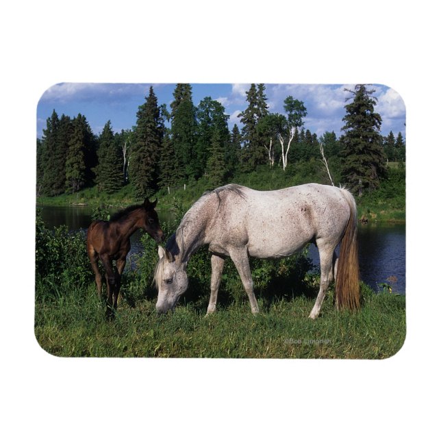 Arab Mare & Foal 2 Magnet (Horizontal)