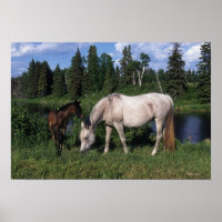 Arab Mare & Foal 2