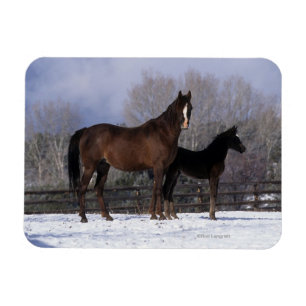Arab Mare & Foal in Snow Magnet