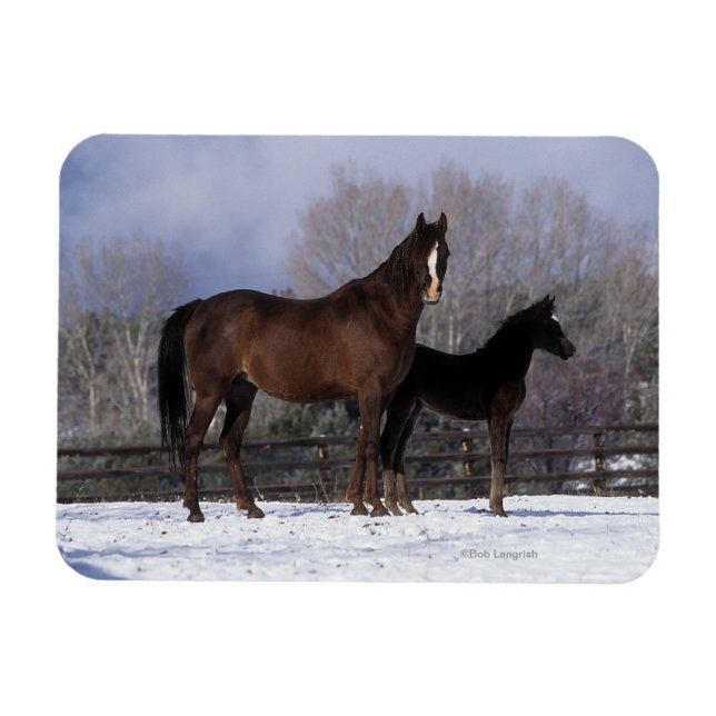 Arab Mare & Foal in Snow Magnet (Horizontal)