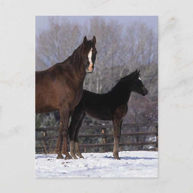 Arab Mare & Foal in Snow Postkarte (Vorderseite)