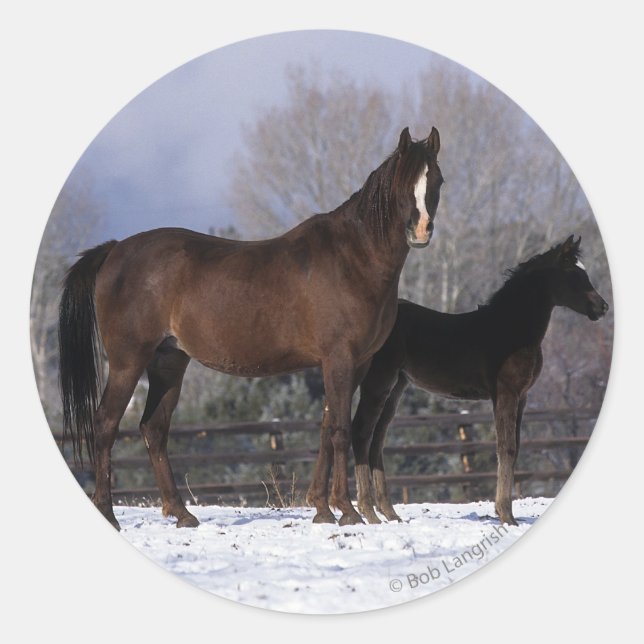 Arab Mare & Foal in Snow Runder Aufkleber (Vorderseite)