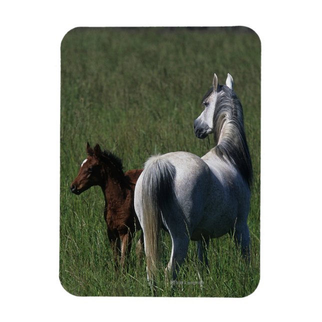 Arab Mare & Foal Magnet (Vertikal)