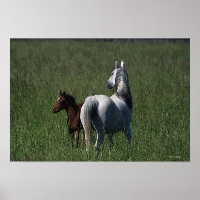 Arab Mare & Foal Poster (Vorne)