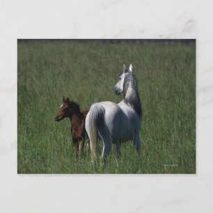 Arab Mare & Foal Postkarte