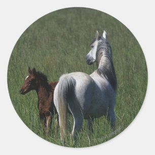 Arab Mare & Foal Runder Aufkleber