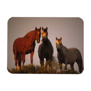 Araber am Sonnenuntergang Magnet