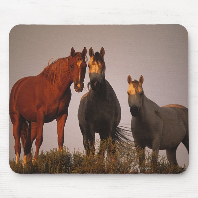 Araber am Sonnenuntergang Mousepad (Vorne)