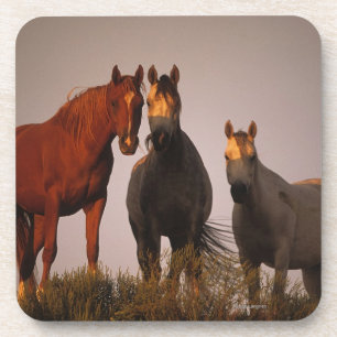 Araber am Sonnenuntergang Untersetzer