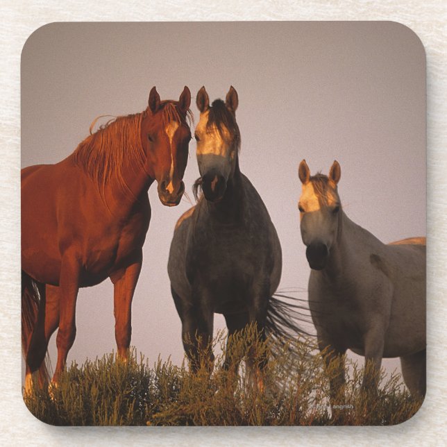 Araber am Sonnenuntergang Untersetzer (Vorderseite)
