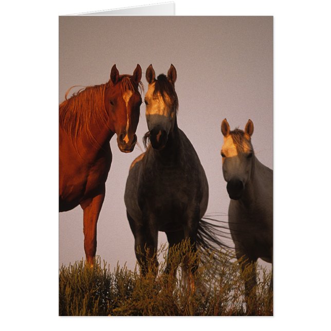 Araber bei Sunset (Vorne)