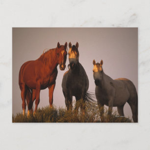 Araber bei Sunset Postkarte