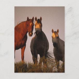 Araber bei Sunset Postkarte