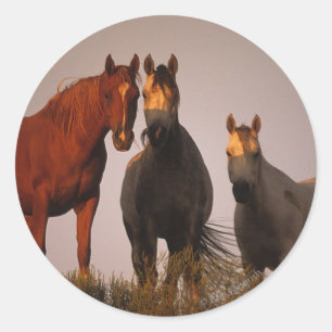 Araber bei Sunset Runder Aufkleber