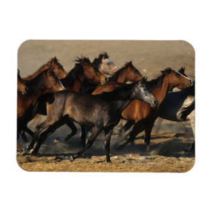 Araber, die in der Wüste laufen Magnet