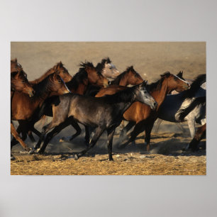 Araber, die in der Wüste laufen Poster