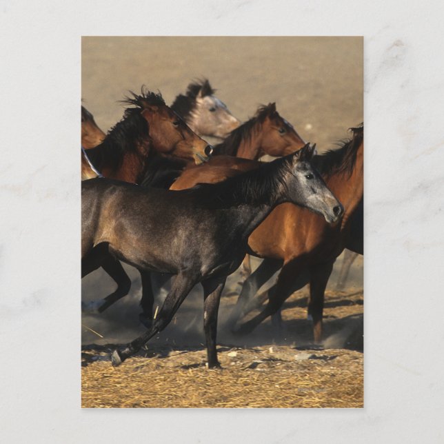 Araber, die in der Wüste laufen Postkarte (Vorderseite)