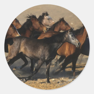 Araber, die in der Wüste laufen Runder Aufkleber