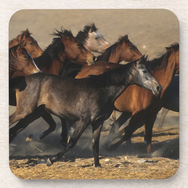 Araber, die in die Wüste laufen Untersetzer (Vorderseite)