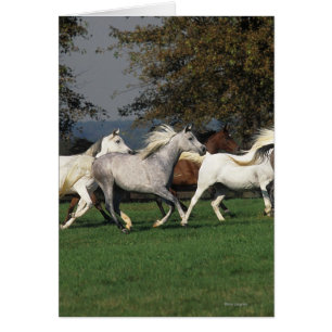 Araber, die in Feld laufen