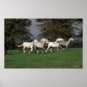 Araber, die in Feld laufen Poster