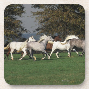 Araber, die in Feld laufen Untersetzer