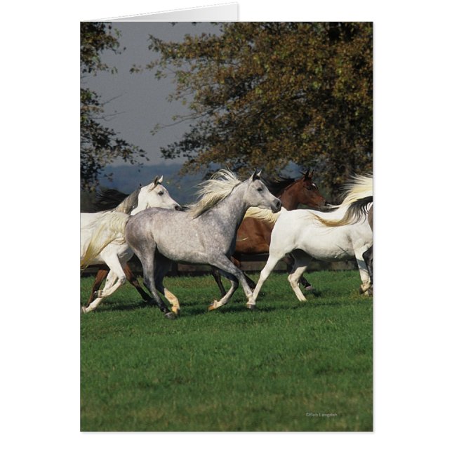 Araber, die vor Ort laufen (Vorne)