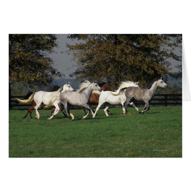 Araber, die vor Ort laufen (Vorderseite (Horizontal))