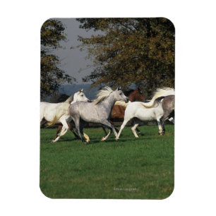 Araber, die vor Ort laufen Magnet