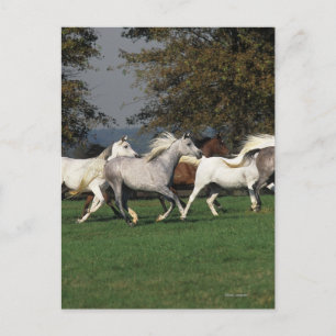 Araber, die vor Ort laufen Postkarte