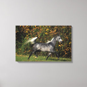 Araber: Herbst Leinwanddruck