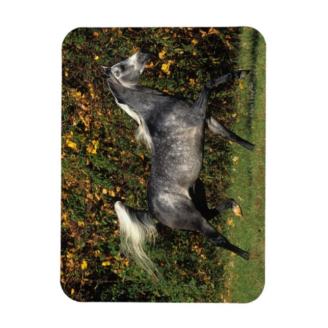 Araber: Herbst Magnet (Vertikal)