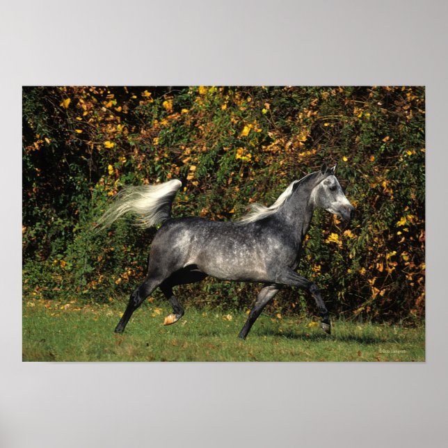 Araber: Herbst Poster (Vorne)