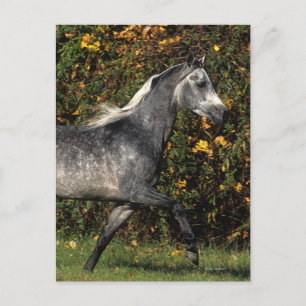 Araber: Herbst Postkarte