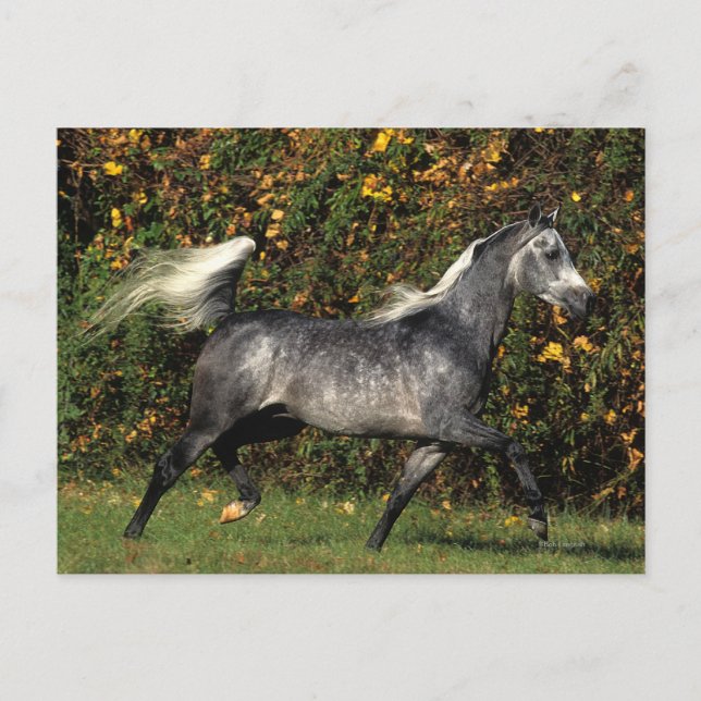 Araber: Herbst Postkarte (Vorderseite)