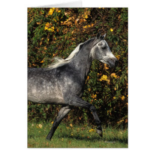 Araber-Laufen: Herbst