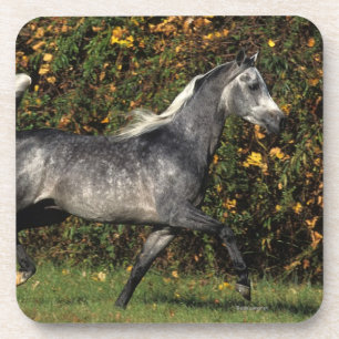 Araber-Laufen: Herbst Getränkeuntersetzer