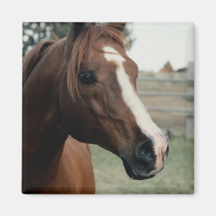 Arabian auf Weide Magnet