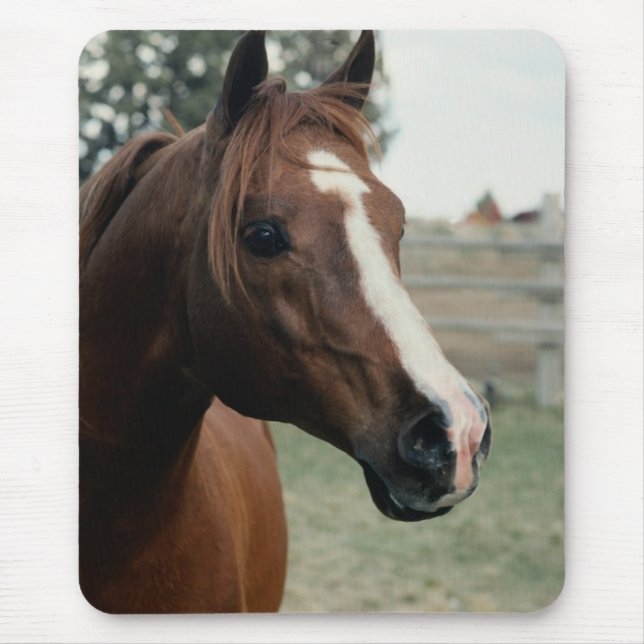 Arabian auf Weide Mousepad (Vorne)