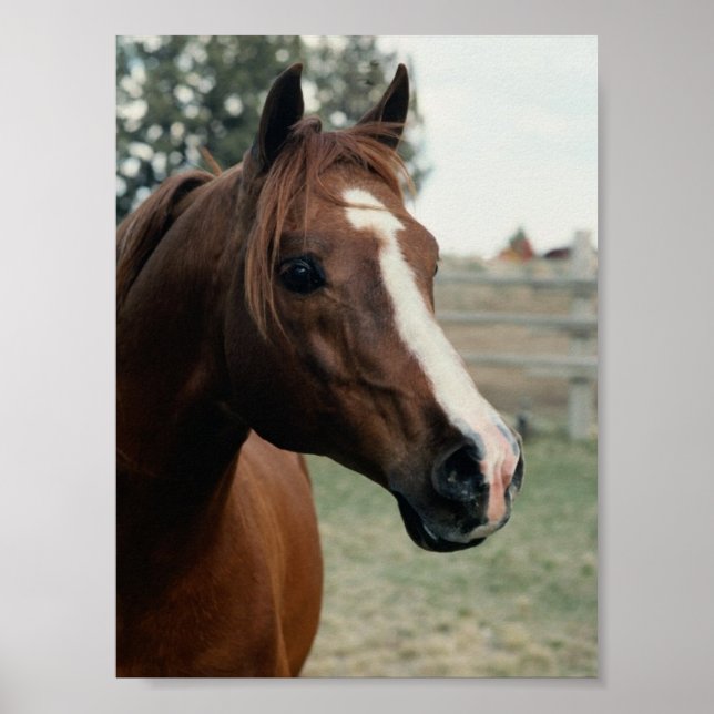Arabian auf Weide Poster (Vorne)