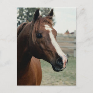 Arabian auf Weide Postkarte
