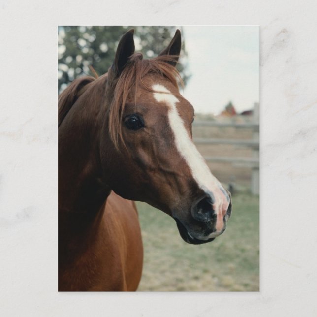 Arabian auf Weide Postkarte (Vorderseite)