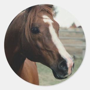 Arabian auf Weide Runder Aufkleber