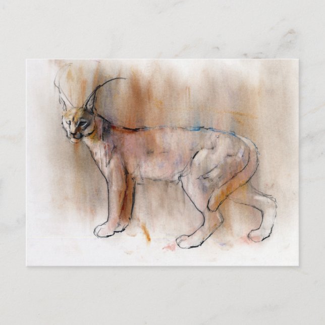 Arabian Caracal 2009 Postkarte (Vorderseite)